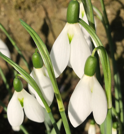Galanthus 'Elmley Lovett'